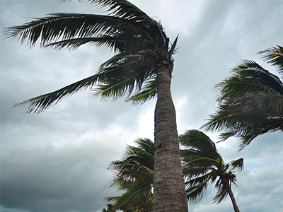 Palm trees blowing in hurricane type winds