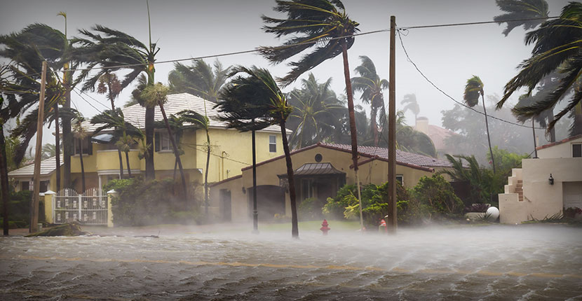 Palm trees blowing in a hurricane