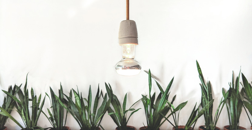 Grow light over some plants